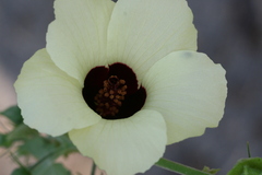 Hibiscus vitifolius
